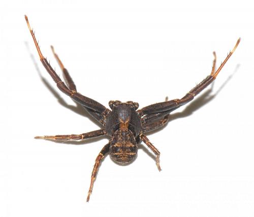 Xysticus acerbus